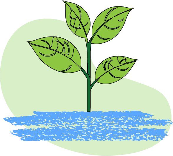 plant-illustration