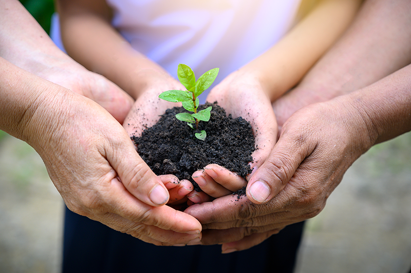 multiple hands holding up a plant together