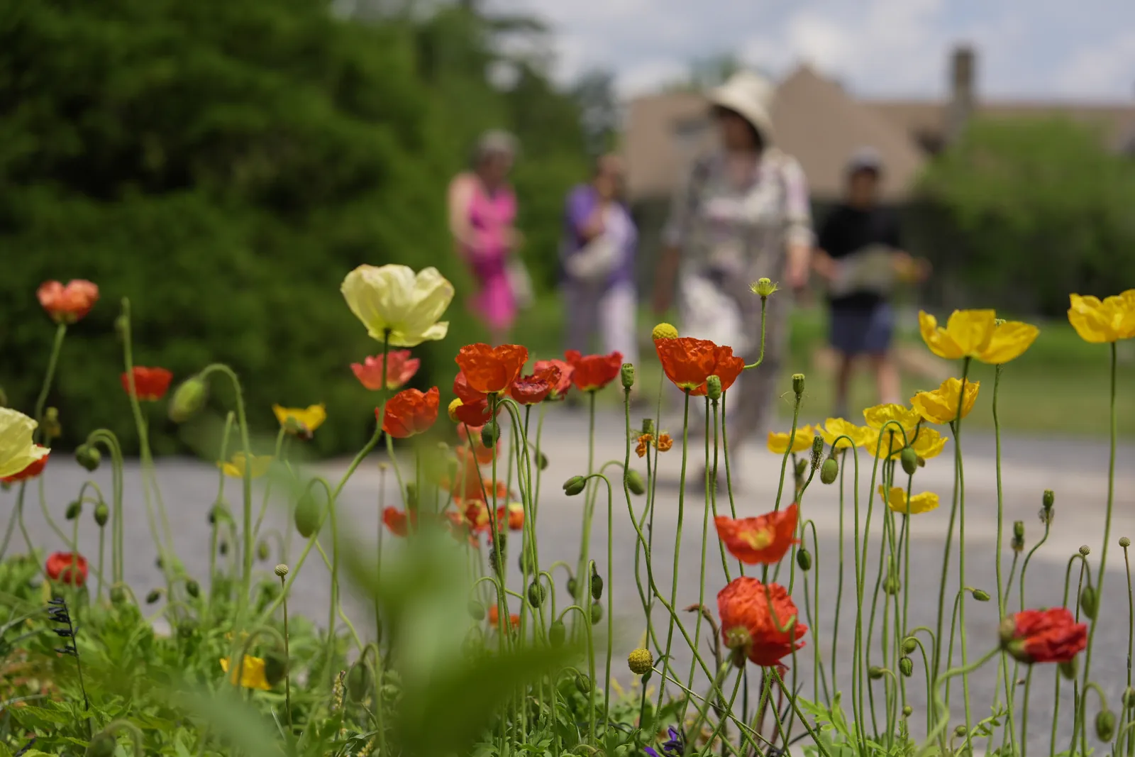 Coastal Maine Botanical Garden Exterior Flowers Visitors Customers