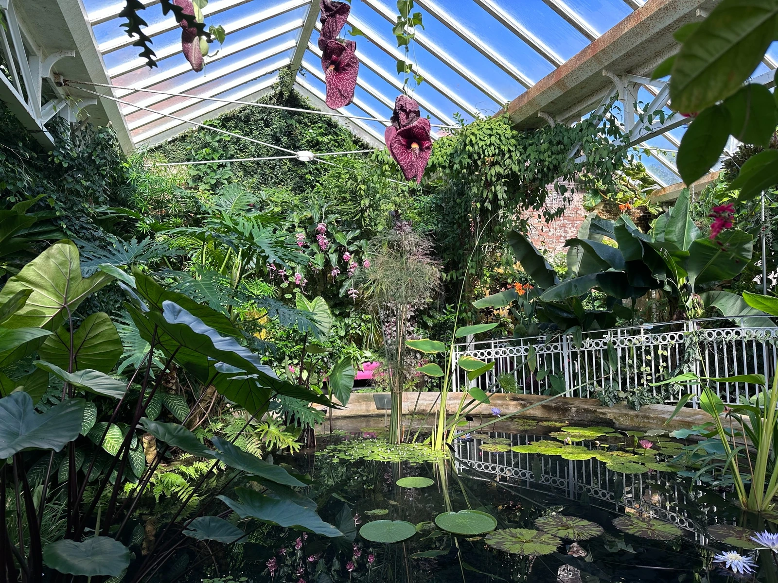 Birmingham Botanical Gardens Tropical Glasshouse Lily Pond 2025 1